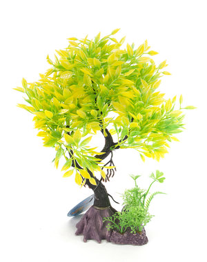 Burgham Aqua-Fit Aqua-Fit Green Yellow Juniper Upright Bonsai 8"