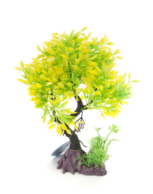 Aqua-Fit Aqua-Fit Green Yellow Juniper Upright Bonsai 8"