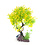Burgham Aqua-Fit Aqua-Fit Green Yellow Juniper Upright Bonsai 8"
