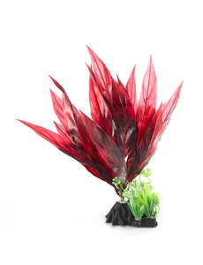 Aqua-Fit Aqua-Fit Red Broad Leaf Plant 8"