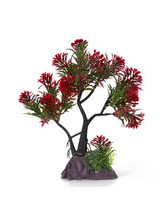 Aqua-Fit Aqua-Fit Red Pine Upright Bonsai 7"