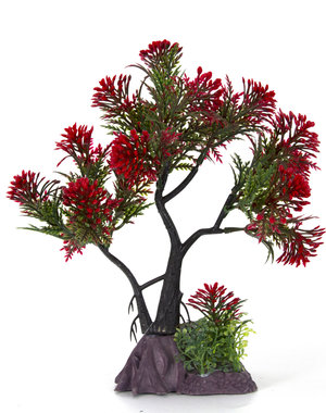 Burgham Aqua-Fit Aqua-Fit Red Pine Upright Bonsai 7"