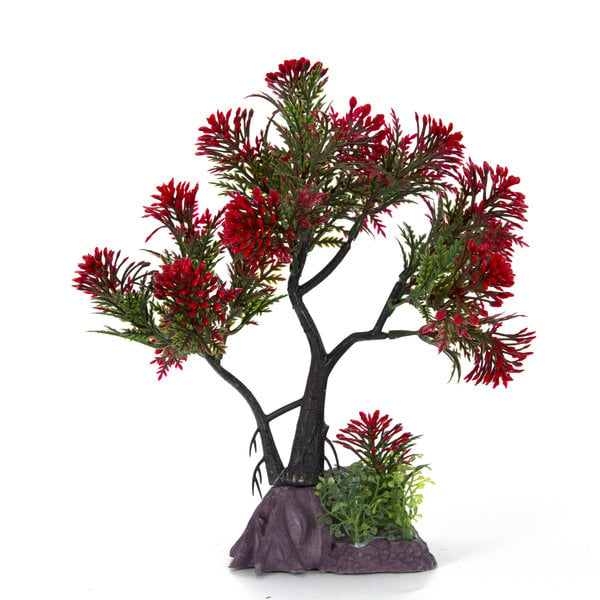 Aqua-Fit Aqua-Fit Red Pine Upright Bonsai 7"
