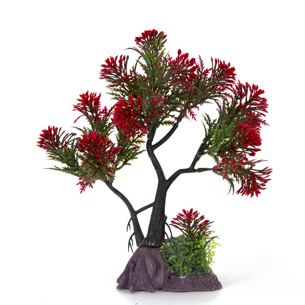 Burgham Aqua-Fit Aqua-Fit Red Pine Upright Bonsai 7"