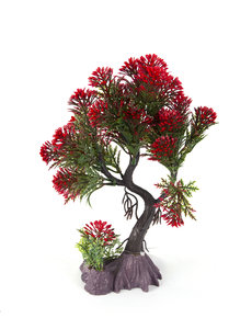 Aqua-Fit Aqua-Fit Red Pine Upright Bonsai 8"