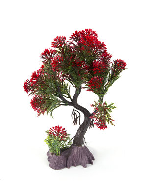 Aqua-Fit Aqua-Fit Red Pine Upright Bonsai 8"