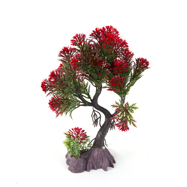 Burgham Aqua-Fit Aqua-Fit Red Pine Upright Bonsai 8"