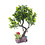 Aqua-Fit Aqua-Fit Green Juniper  Bonsai 8"