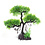 Burgham Aqua-Fit Aqua-Fit Green Cedar Upright Bonsai 11"