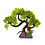 Burgham Aqua-Fit Aqua-Fit Green Slanting  Bonsai 11"