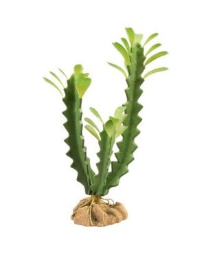 Zoo Med Laboratories Zoo Med Desert Flora Euphorbia