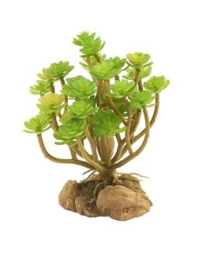 Zoo Med Laboratories Zoo Med Desert Flora Tree Houseleek
