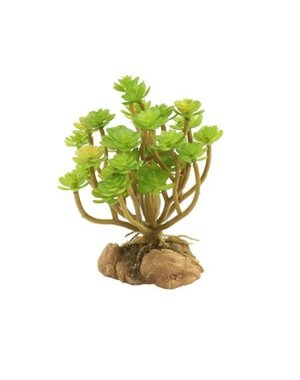 Zoo Med Laboratories Zoo Med Desert Flora Tree Houseleek