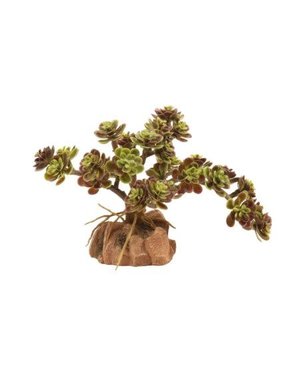 Zoo Med Laboratories Zoo Med Desert Flora Red Leaf Stonecrop