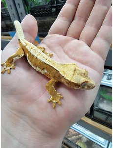  Crested Gecko -Lilly White