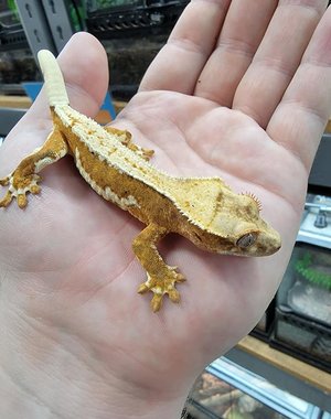  Crested Gecko -Lilly White