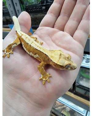  Crested Gecko -Lilly White