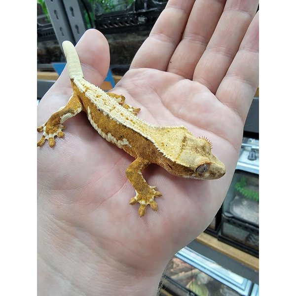 Crested Gecko -Lilly White