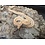 Tessera Butter Corn Snake Unsexed