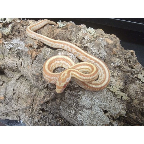 Tessera Butter Corn Snake Unsexed