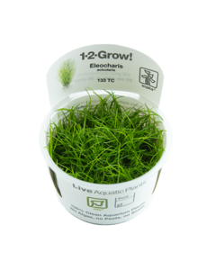 Tropica Tropica 1-2-Grow! Eleocharis acicularis