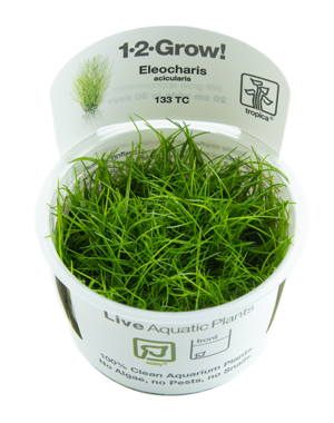 Tropica Tropica 1-2-Grow! Eleocharis acicularis