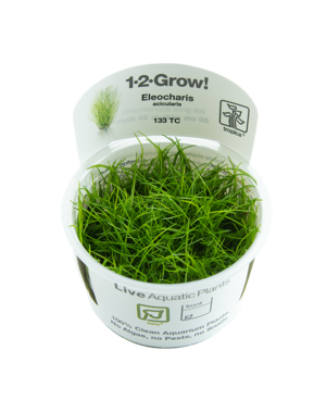 Tropica Tropica 1-2-Grow! Eleocharis acicularis