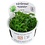 Tropica Tropica 1-2-Grow! Myriophyllum mattogrossense