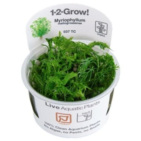 Tropica Tropica 1-2-Grow! Myriophyllum mattogrossense