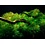 Tropica Tropica 1-2-Grow! Myriophyllum mattogrossense