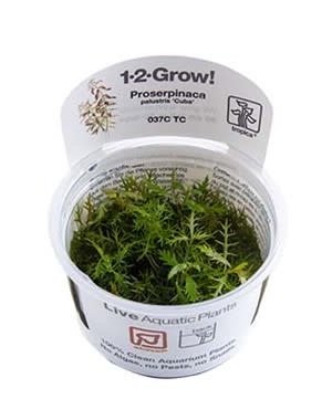 Tropica Tropica 1-2-Grow! Proserpinaca palustris "Cuba"