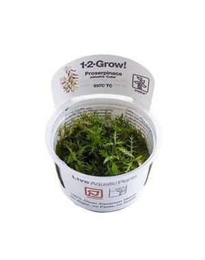 Tropica Tropica 1-2-Grow! Proserpinaca palustris "Cuba"