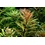 Tropica Tropica 1-2-Grow! Proserpinaca palustris "Cuba"