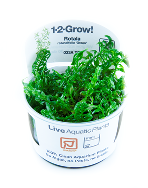 Tropica Tropica 1-2-Grow! Rotala rotundifolia "Green"