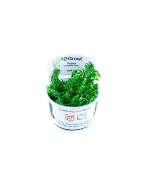 Tropica Tropica 1-2-Grow! Rotala rotundifolia "Green"