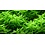 Tropica Tropica 1-2-Grow! Rotala rotundifolia "Green"
