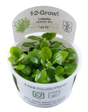 Tropica Tropica 1-2-Grow! Lobelia cardinalis "Mini"