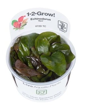 Tropica Tropica 1-2-Grow! Echinodorus "Reni"