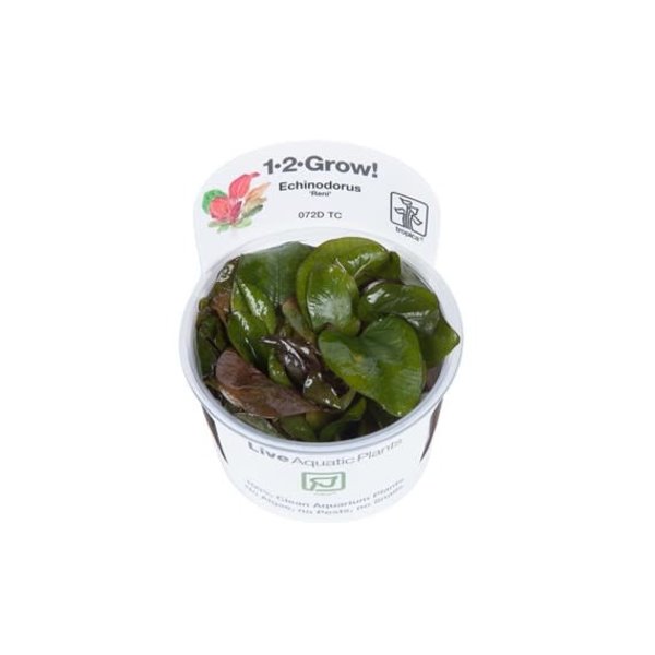 Tropica Tropica 1-2-Grow! Echinodorus "Reni"