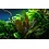 Tropica Tropica 1-2-Grow! Echinodorus "Reni"
