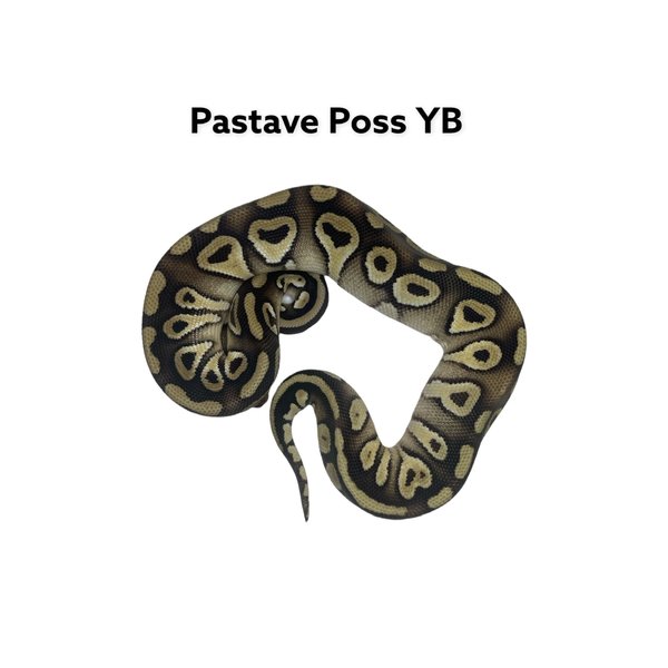 0.1 Pastave Poss YB Ball Python