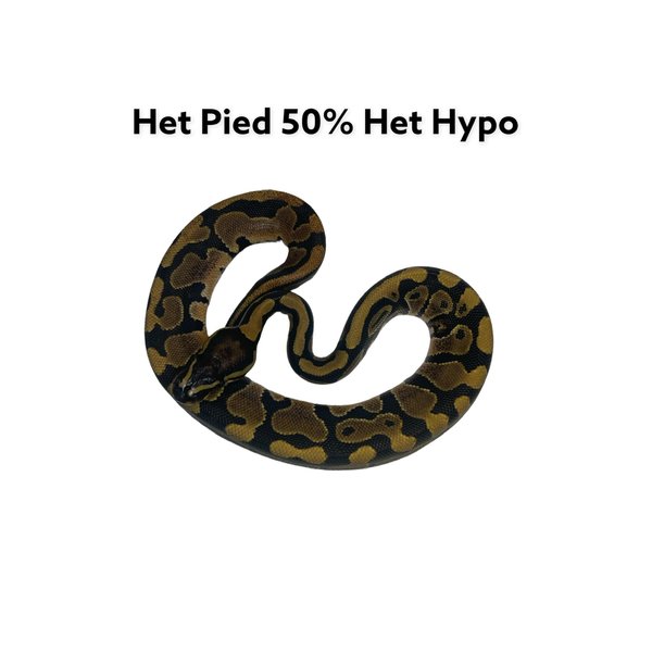 0.1 Normal Het Pied 50% Hypo Ball Python