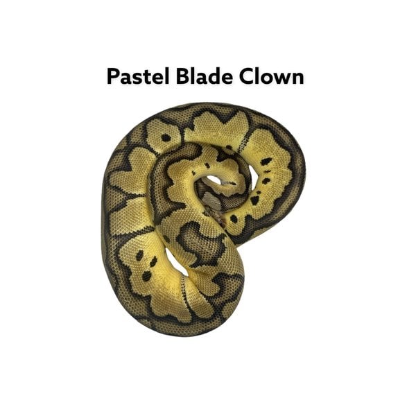 1.0 Pastel Blade Clown Ball Python