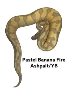  1.0 Pastel Banana Fire Ashphalt/YB Ball Python