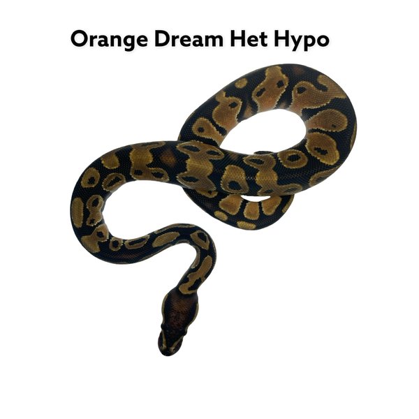 1.0 Orange Dream het Hypo Ball Python