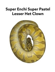  1.0 Super Enchi Super Pastel Lesser het Clown Ball Python
