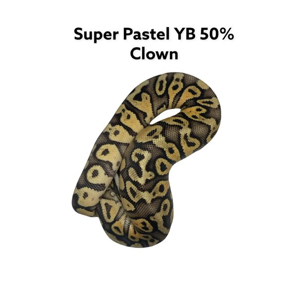 1.0 Super Pastel YB 50% Clown Ball Python