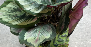 Live Plants & Supplies