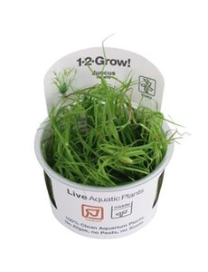 Tropica Tropica 1-2-Grow! Juncus repens