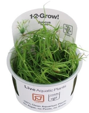 Tropica Tropica 1-2-Grow! Juncus repens